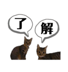 マスオと愉快な仲間達（個別スタンプ：7）