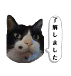 マスオと愉快な仲間達（個別スタンプ：8）