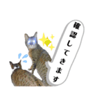 マスオと愉快な仲間達（個別スタンプ：20）