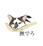 ビリ助スタンプ（個別スタンプ：3）
