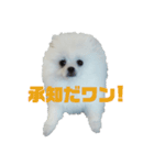 プリンス シロ（個別スタンプ：1）