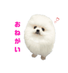 プリンス シロ（個別スタンプ：3）