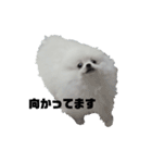 プリンス シロ（個別スタンプ：9）