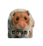 きんちゃんヌードル（個別スタンプ：11）
