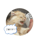 もなか大好きスタンプ♪（個別スタンプ：5）