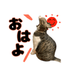猫のたけるです。（個別スタンプ：1）