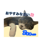 猫のたけるです。（個別スタンプ：2）