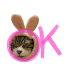 猫のたけるです。（個別スタンプ：4）
