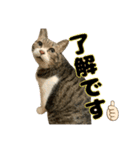 猫のたけるです。（個別スタンプ：6）