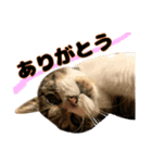 猫のたけるです。（個別スタンプ：7）