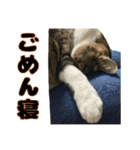 猫のたけるです。（個別スタンプ：8）