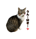 猫のたけるです。（個別スタンプ：9）