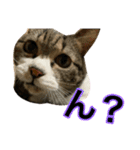 猫のたけるです。（個別スタンプ：10）