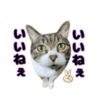 猫のたけるです。（個別スタンプ：11）