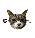 猫のたけるです。（個別スタンプ：12）