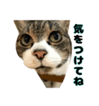 猫のたけるです。（個別スタンプ：13）