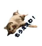 猫のたけるです。（個別スタンプ：14）