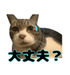 猫のたけるです。（個別スタンプ：15）
