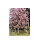 サクラサクラサクラサクラ（個別スタンプ：2）