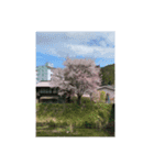 サクラサクラサクラサクラ（個別スタンプ：8）