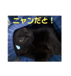 ジジの1日だにゃ（個別スタンプ：2）