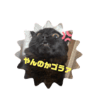 ジジの1日だにゃ（個別スタンプ：5）