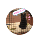ジジの1日だにゃ（個別スタンプ：6）