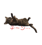 ジジの1日だにゃ（個別スタンプ：8）