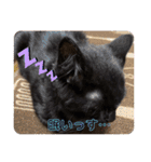 ジジの1日だにゃ（個別スタンプ：9）