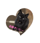 ジジの1日だにゃ（個別スタンプ：13）