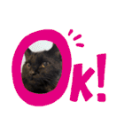 ジジの1日だにゃ（個別スタンプ：15）