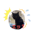 ジジの1日だにゃ（個別スタンプ：21）