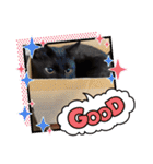 ジジの1日だにゃ（個別スタンプ：24）