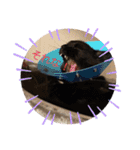 ジジの1日だにゃ（個別スタンプ：32）