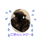 ジジの1日だにゃ（個別スタンプ：34）