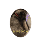 ジジの1日だにゃ（個別スタンプ：37）
