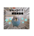 セキセイインコの美喜男（個別スタンプ：1）