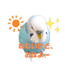 セキセイインコの美喜男（個別スタンプ：2）