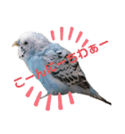 セキセイインコの美喜男（個別スタンプ：3）