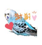セキセイインコの美喜男（個別スタンプ：4）