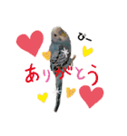 セキセイインコの美喜男（個別スタンプ：5）