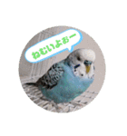 セキセイインコの美喜男（個別スタンプ：6）
