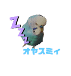 セキセイインコの美喜男（個別スタンプ：7）