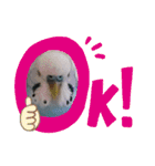 セキセイインコの美喜男（個別スタンプ：9）
