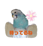 セキセイインコの美喜男（個別スタンプ：11）