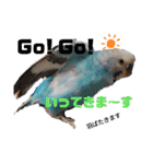 セキセイインコの美喜男（個別スタンプ：12）