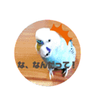 セキセイインコの美喜男（個別スタンプ：13）