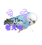 セキセイインコの美喜男（個別スタンプ：16）