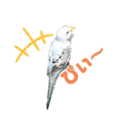 セキセイインコの美喜男（個別スタンプ：21）