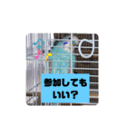 セキセイインコの美喜男（個別スタンプ：23）
